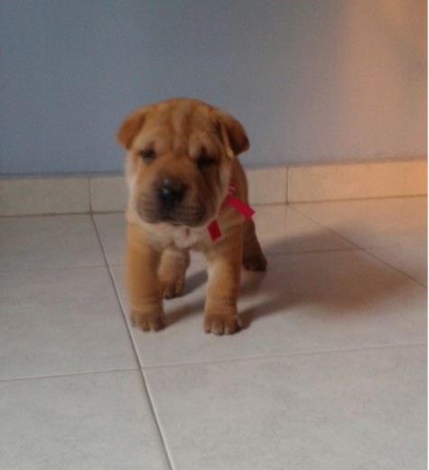 Pancake casi a los dos meses ^-^ Pancake casi a los dos meses ^-^