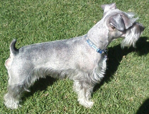 El es Jack, un Schnauzer Miniatura Sal y Pimienta (tonalidad: gris plata), es muy cariñoso y fiel, el me ama y yo a el, es sin duda mi MEJOR AMIGO