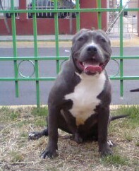 HIPPO JR
