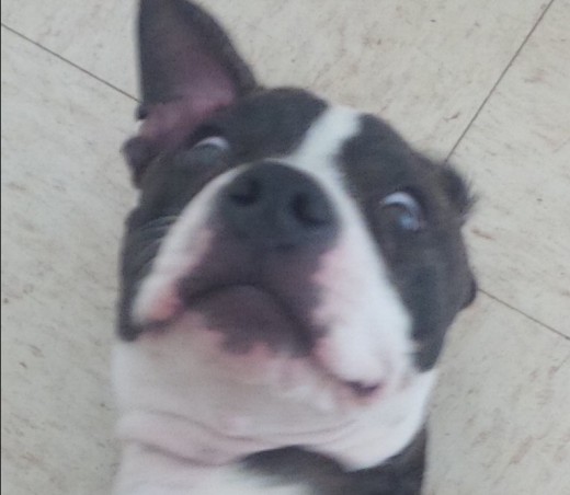 Bella