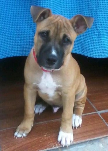 Se llama Sam,tiene 3 meses