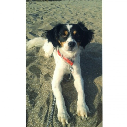 Coco posando para la cámara cuando paseábamos por la playa.  