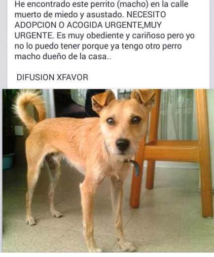 Buenas! Me he encontrado este perrito en Cartagena, estaba siendo apedreado por unos niños y estaba muy asustado el pobre. Le he llamado Doggie, pero se puede cambiar. Lleva collar verde con perritos metálicos, es obediente, manso, juguetón y muuuy cariñoso. Tendrá alrededor de 1 año o 1 año y medio, es muy activo. Es muy doméstico, se espera siempre para hacer sus necesidades a estar en la calle. Por favor si me podeis ayudarle a buscar un nuevo hogar, puesto que yo ya tengo un macho dueño de la casa y son constantes peleas con lo que necesito ACOGIDA URGENTE. También agradecería difusión. Mi número de contacto es 600852738, atiendo al nombre de Ana. Muchas gracias! Buenas! Me he encontrado este perrito en Cartagena, estaba siendo apedreado por unos niños y estaba muy asustado el pobre. Le he llamado Doggie, pero se puede cambiar. Lleva collar verde con perritos metálicos, es obediente, manso, juguetón y muuuy cariñoso. Tendrá alrededor de 1 año o 1 año y medio, es muy activo. Es muy doméstico, se espera siempre para hacer sus necesidades a estar en la calle. Por favor si me podeis ayudarle a buscar un nuevo hogar, puesto que yo ya tengo un macho dueño de la casa y son constantes peleas con lo que necesito ACOGIDA URGENTE. También agradecería difusión. Mi número de contacto es 600852738, atiendo al nombre de Ana. Muchas gracias!