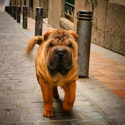 Traviesa.juega todo el dia.pelea constantemente con Enzo en medio de una voragine de juego incansable. Traviesa.juega todo el dia.pelea constantemente con Enzo en medio de una voragine de juego incansable.