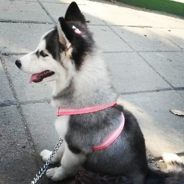 Mi cachorra hermosa 