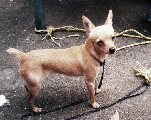 Pinscher color beige 