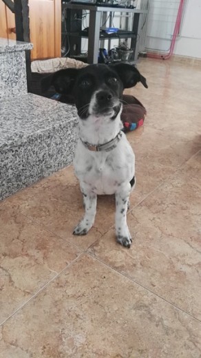 Es una perrita mezcla de braco con pointer. es muy juguetona y trasto jaja Es una perrita mezcla de braco con pointer. es muy juguetona y trasto jaja