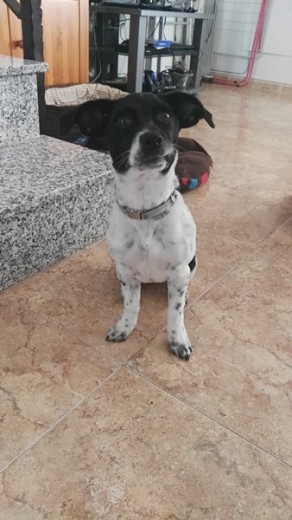 Es una perrita mezcla de braco con pointer. es muy juguetona y trasto jaja