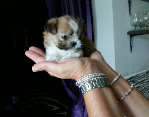 La pequeña Molly La pequeña Molly