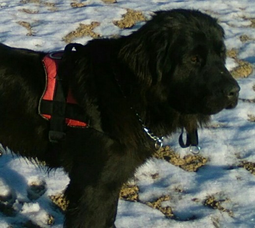 Perrita rescatada de maltrato y adoptada, ahora busca un compañero a su medida Perrita rescatada de maltrato y adoptada, ahora busca un compañero a su medida
