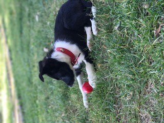 Lulú es mi cachorrita de dos meses la cual es muy activa, cariñosa y obediente a pesar de tampocos mese. Hemos pasado un pequeño susto estomacal el cual ya lo hemos superado.
No soy capaz de poner la fotografía derecha 