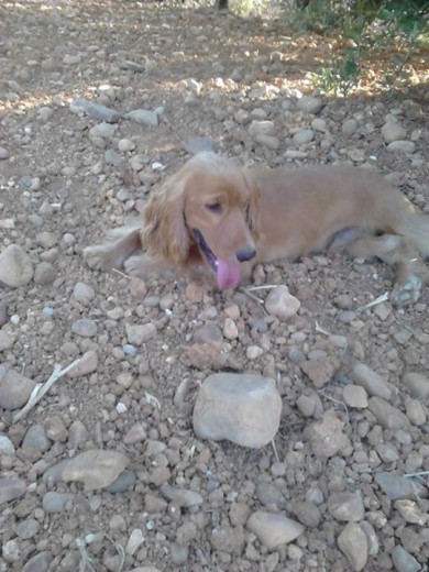 Descansando, después de hacer que mis Dueños corran detrás mía todo el rato