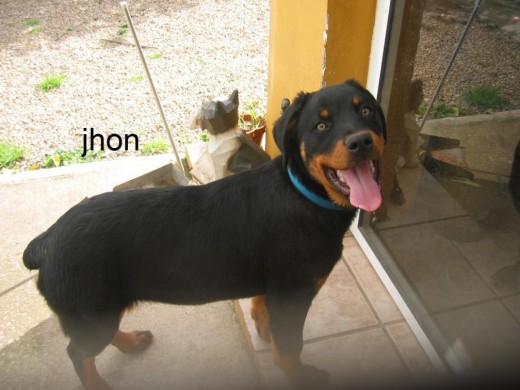Mi perrito ^^ a que es guapo? =P Mi perrito ^^ a que es guapo? =P