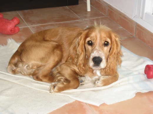 Busco cocker guapa para tener un relacion esporadica Busco cocker guapa para tener un relacion esporadica