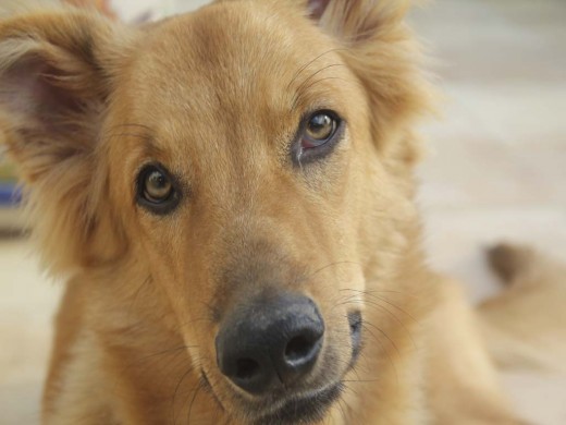 Yanko, mi mestizo de 8 meses.
Yanko, mi mestizo de 8 meses.