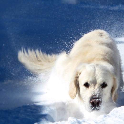 Su primera vez en la nieve