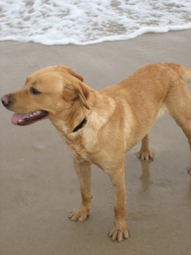 Aquí estaba Leo posando precioso para una foto en la playa. Como podéis ver es guapísimo, además de un perro genial! Sin duda lo adoptaríamos nosotros si no fuera porque ya tenemos dos!