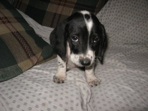 tenia 2 mesesitos era muy bella y tierna. tenia 2 mesesitos era muy bella y tierna.