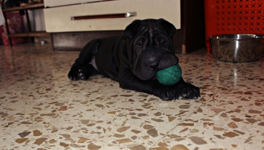 2 meses (hora de juego) 2 meses (hora de juego)