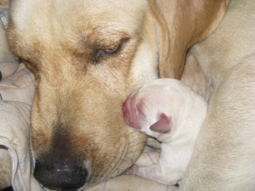 Princesa junto a unos de sus bebes recien nacido.