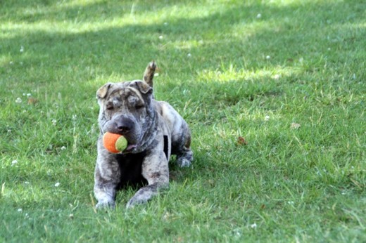 Robando pelotas