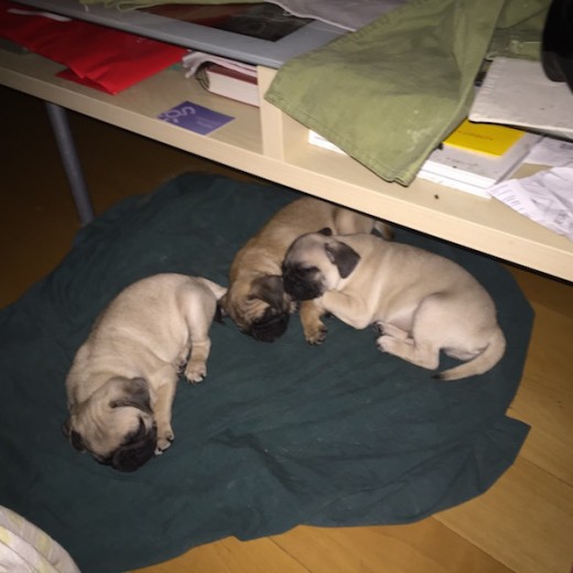 Mis tres cachorrines, ahora solo juegan y comen :)