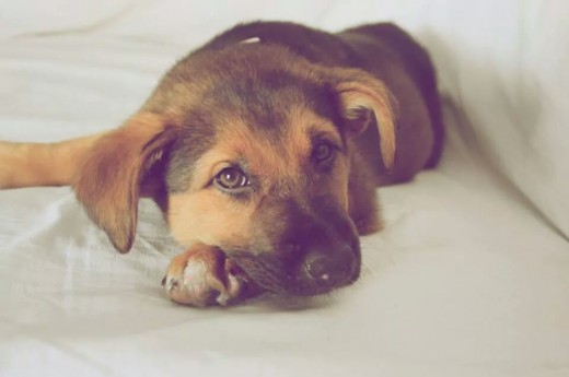 El día que la adoptamos
