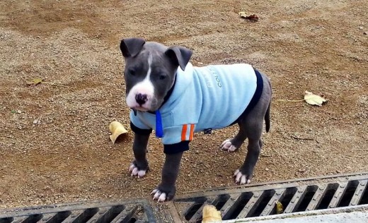 Mi bebe hermoso.. ya tiene sus 9 meses ya va para 10 pero para mi no dejará de ser un kachorrito...