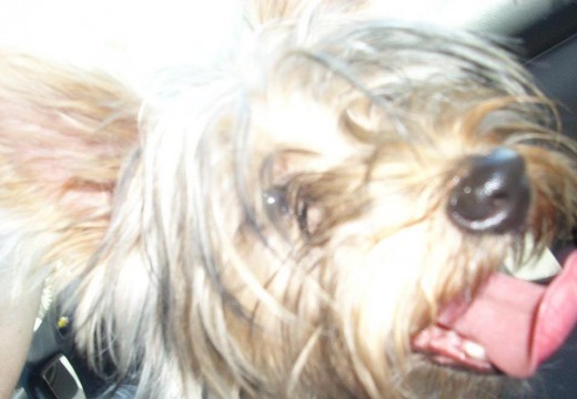 Isabelisima! Isabelisima!