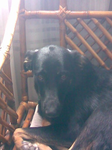 hola soy lucy tengo 4años y en esta foto descanso un poco hola soy lucy tengo 4años y en esta foto descanso un poco