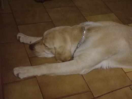 aki le tenemos despues de un gran paseo aki le tenemos despues de un gran paseo