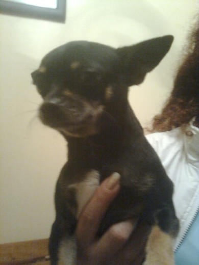 my chihuahua my chihuahua
