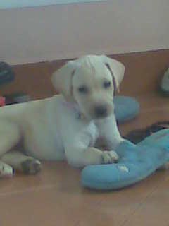 Esta preciosa cachorrita es Marley.. aqui tenía un mes y medio de edad... ahora va para tres meses.. Es mi compañera fiel y la amo con todo mi corazón. Esta preciosa cachorrita es Marley.. aqui tenía un mes y medio de edad... ahora va para tres meses.. Es mi compañera fiel y la amo con todo mi corazón.
