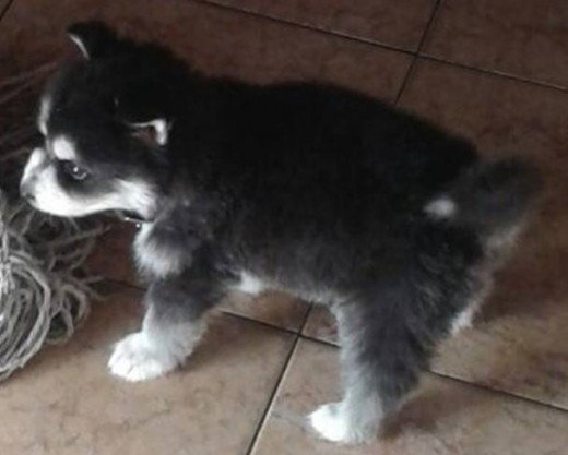 Blacky Jugando xD Blacky Jugando xD
