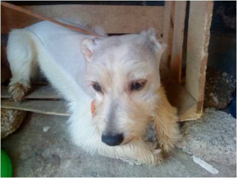 ELLA ES HONEY UNA SCHNAUZER RARA QUE EN VES DE HONEY DEVIO HABERSE LLAMADO BIBI ES MUY LINDA Y ENTRARA EN CELO ELLA ES HONEY UNA SCHNAUZER RARA QUE EN VES DE HONEY DEVIO HABERSE LLAMADO BIBI ES MUY LINDA Y ENTRARA EN CELO