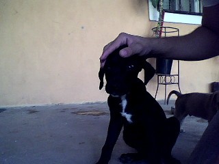 ps esa es mi perra negra es cruze entre boxer y labrador la colita k se ve atrass es de mi perrito boni de 1 mes es un pitbull macho ...