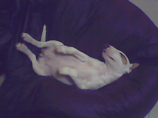 Disfrutando del oseo.
5 meses.