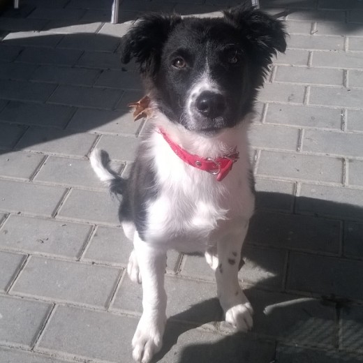 Hola,me llamo saun y busco amigos para poder jugar muucho,soy un hombrecito de 5 meses y soy muy hiperactivo,me encanta correr y jugar Hola,me llamo saun y busco amigos para poder jugar muucho,soy un hombrecito de 5 meses y soy muy hiperactivo,me encanta correr y jugar