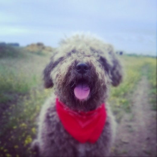mañana de paseo por el campo mañana de paseo por el campo