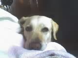 mi amor! mi amor!