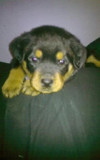 Hola... mi nombre es Jack... soy un rottweiler macho de 1 mes con 7 días de nacido. me gusta jugar y divertirme.