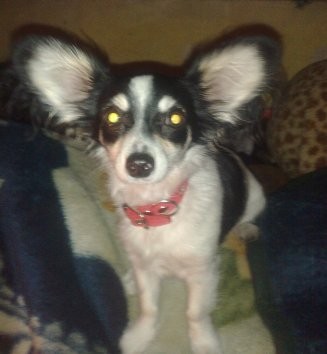 Soy Juana, tengo casi dos añitos, mi mami se llama Nayla y me ama tanto como yo a ella, jugamos mucho pero como soy muy celosa y tengo mal caracter, no me llevo bien con mis hermanitas ni otros perritos..naci con un problema en mi hocico por eso, no me gusta que me toquen la boca y me cuesta comer, por eso, mi mama me cuida con todo su amor!!!!. Soy Juana, tengo casi dos añitos, mi mami se llama Nayla y me ama tanto como yo a ella, jugamos mucho pero como soy muy celosa y tengo mal caracter, no me llevo bien con mis hermanitas ni otros perritos..naci con un problema en mi hocico por eso, no me gusta que me toquen la boca y me cuesta comer, por eso, mi mama me cuida con todo su amor!!!!.