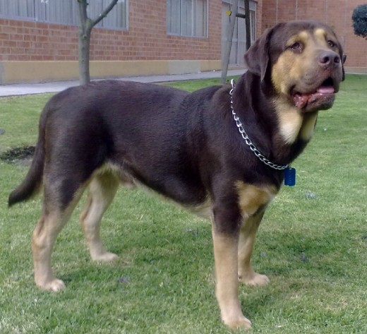 Soy la union de una madre Rottweiller y Un Padre labrador, soy muy jugueton.