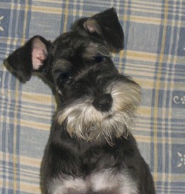 Katy con 4 meses y recien cortado el pelo. Es muy divertida, alegre y cariñosa. Katy con 4 meses y recien cortado el pelo. Es muy divertida, alegre y cariñosa.