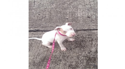 Mi BB Khalesi  con 2 meses y medio