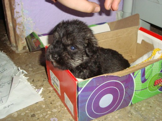 MI PEQUEÑA ALOS 2 MESES MI PEQUEÑA ALOS 2 MESES