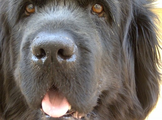 PRIMER PLANO DE KODA Y SUS EXPRESIVOS OJOS