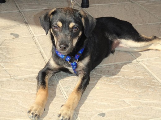 Recogido en un refugio, lo teníamos en acogida pero finalmente se ha quedado en casa.
Es muy tranquilo y cariñoso en casa.
Pero en la calle le encanta correr y jugar con otros perros.
