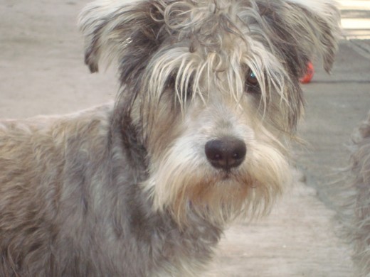 Se encuenta en la cochera de la casa, se puede ver al fondo de su oreja izquierda la pelota anaranjada con la que solia jugar.
En un accidente lo aventó un carro y como no vi daño aparente no lo tomé en cuenta y murio 6 meses despues por ataque epileptiicos que el daño le provocó en el cerebro, cuida a tu mascota