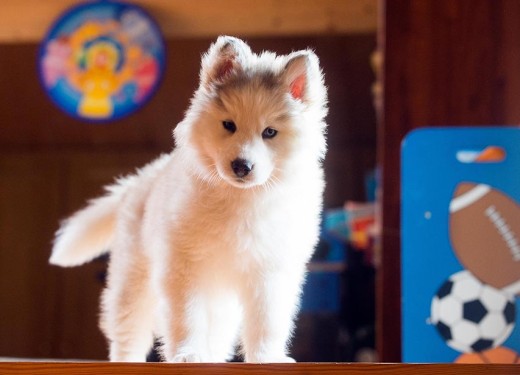 Kira con dos meses